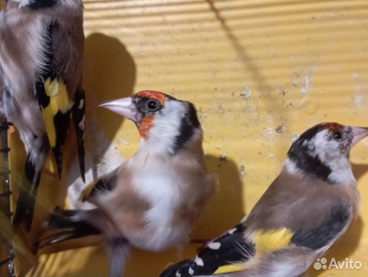 Птица щегол клетка есть