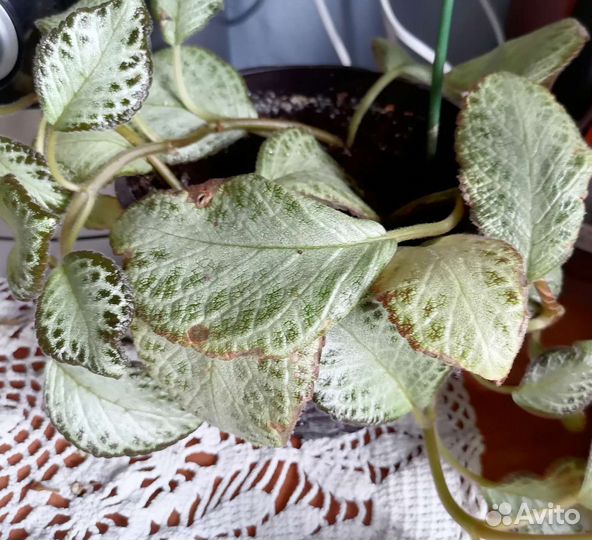 Комнатные растения