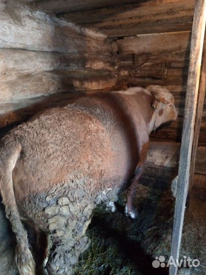 Быки герефорд на племя