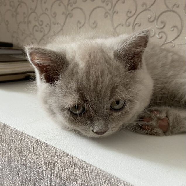 Британский короткошёрстный котёнок