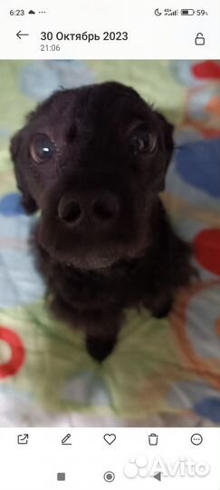 Малый пудель щенок