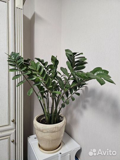 Замиокулькас