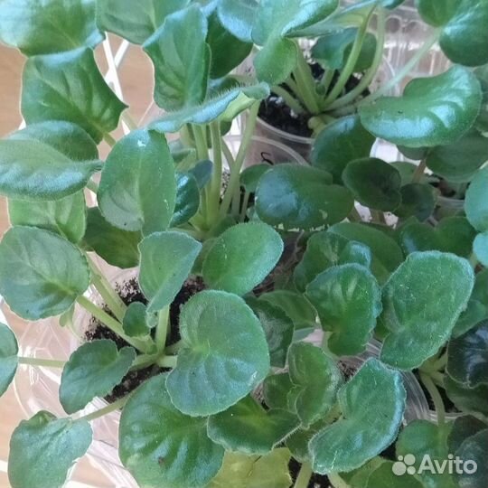 Детки фиалок и фуксии