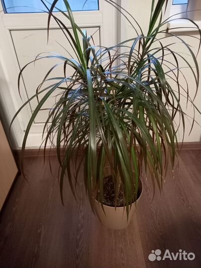 Пальма драцена