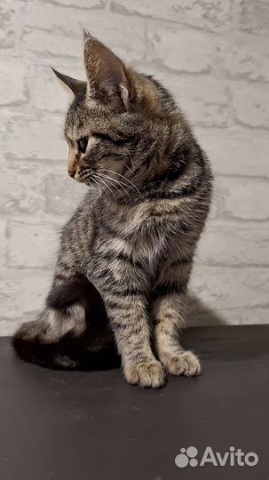 Кошка