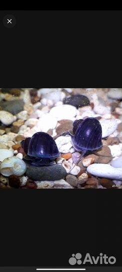 Ампулярии чернички