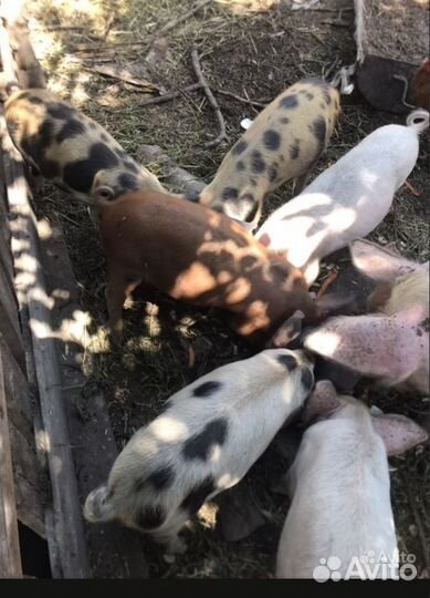 Поросенок ландрас