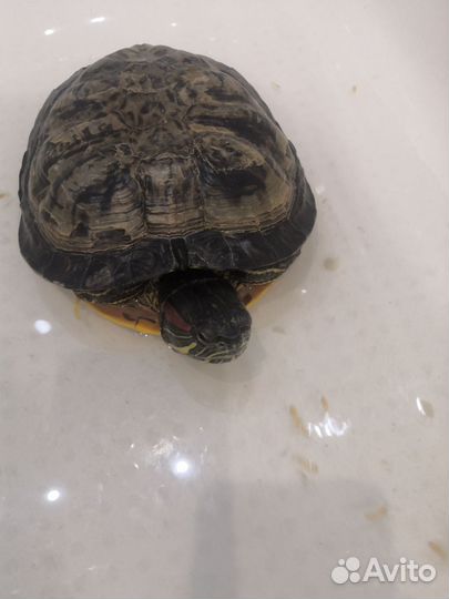 Красноухая черепаха бесплатно