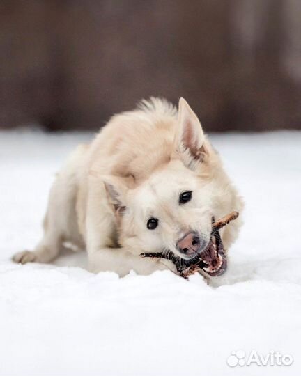 Белочка ищет дом