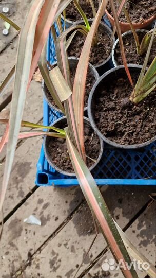 Лен,формиум,дианелла вариегата