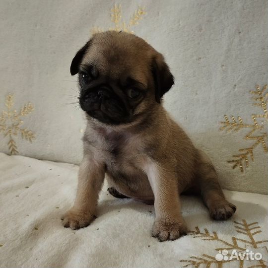 Щенки Мопса