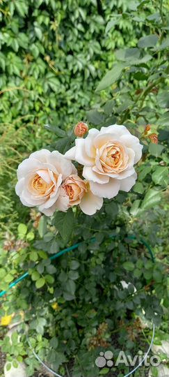 Роза плетистая Клер Остин