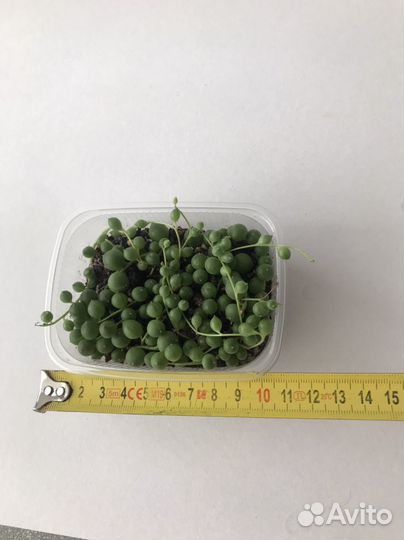 Крестовник роули