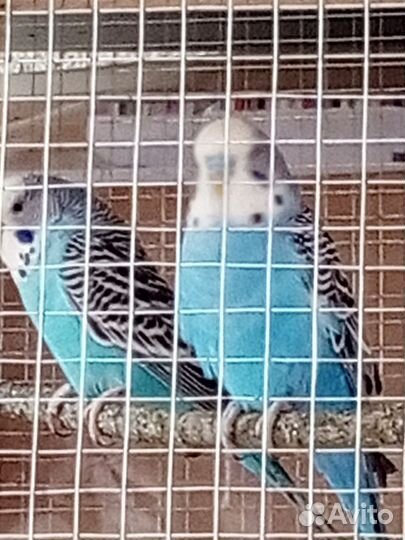 Попугай волнистый