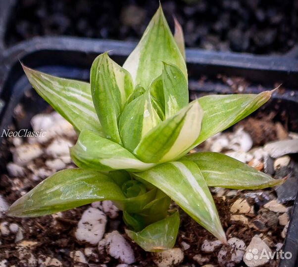 Суккуленты Хавортия Ладьевидная Вариегатная