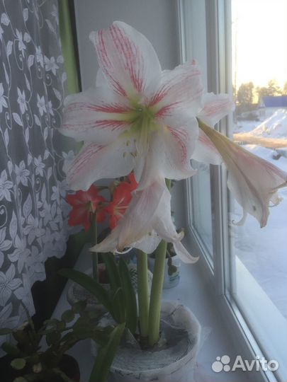 Гиппеаструм луковицы