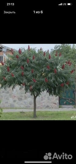 Сумах метровый