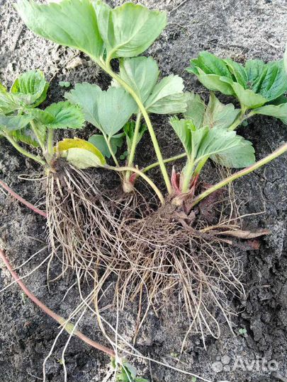 Клубника саженцы