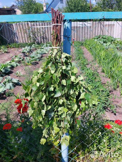 Веники для бани Берёзовые