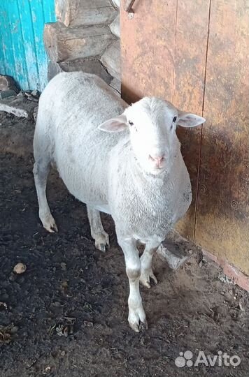 Продаю овцы и бараны