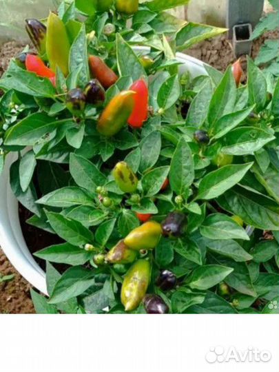 Комнатный перец чили