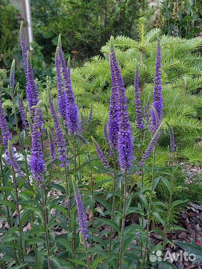 Многолетние растения Вероника