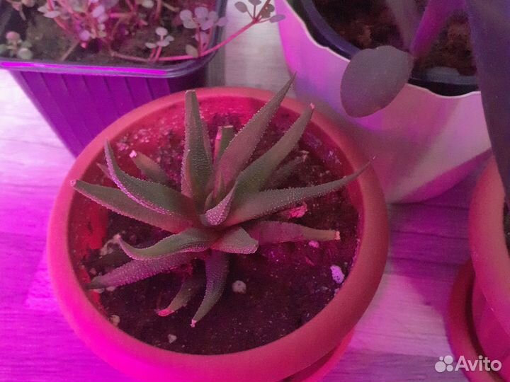 Комнатные цветы