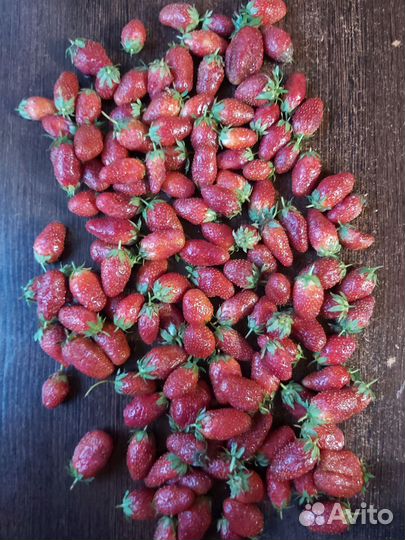 Клубника,Виктория домашняя