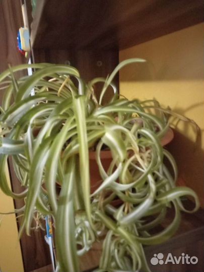 Хлорофитум