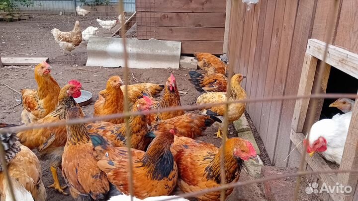 Кучинские петушки