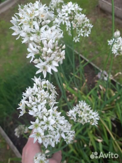 Многолетние цветы