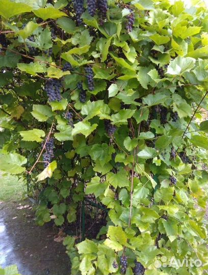 Укорененные черенки Винограда