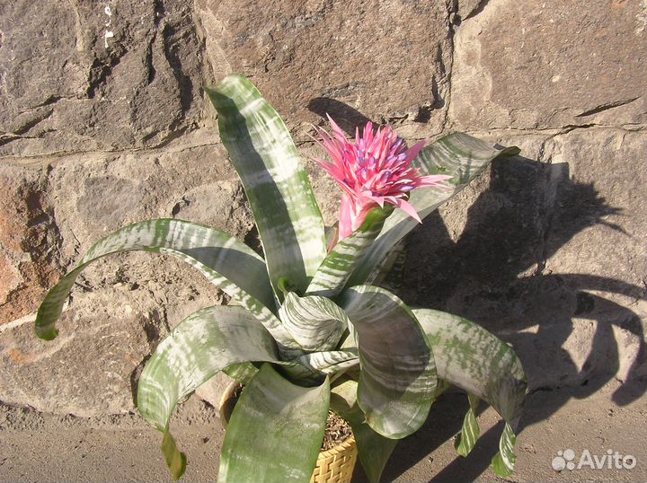 Эхмея цветущая