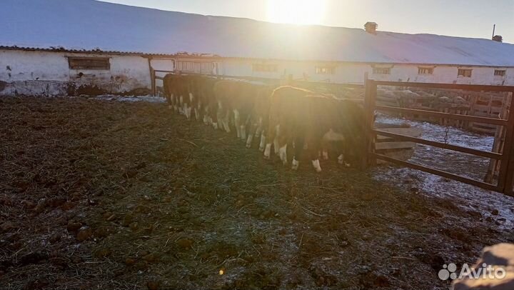 Телки, овечки на племя