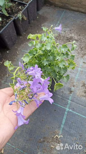 Колокольчик Портеншлага