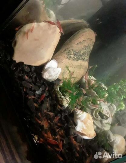 Аквариумная креветка молодняк