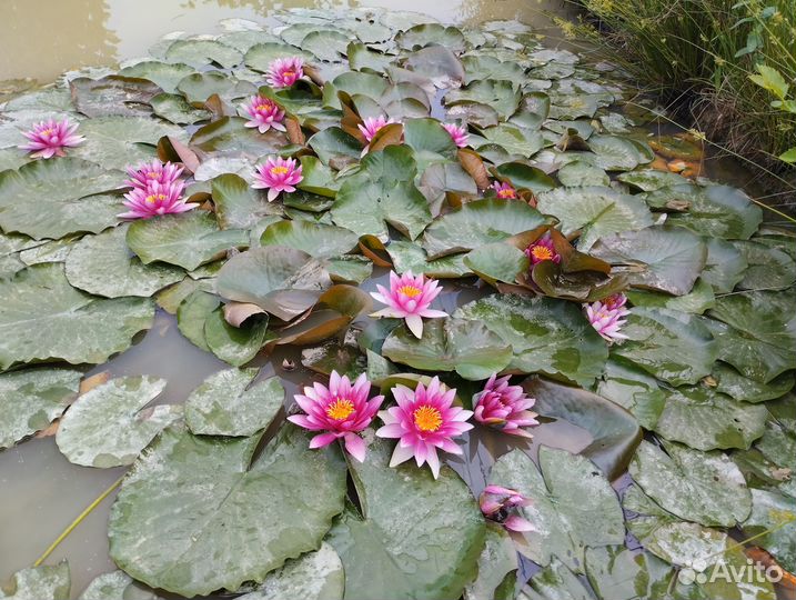 Нимфея красная