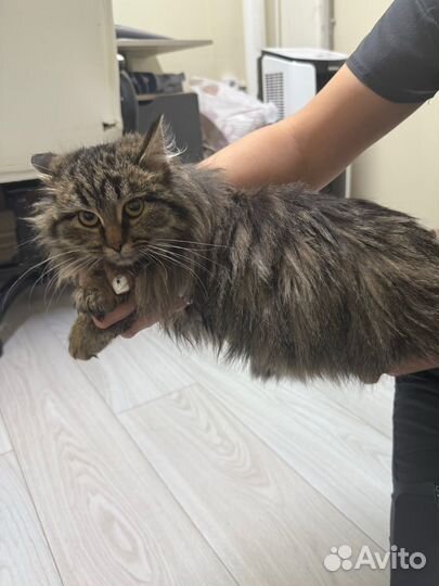 Кошечка Джоанна