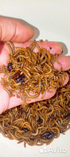 Мини ферма мучного червя