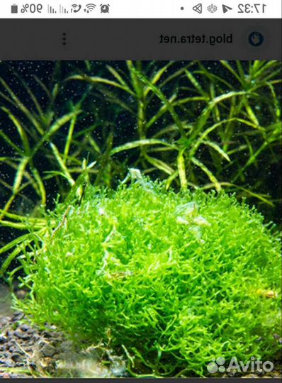 Мох риччия плавающая