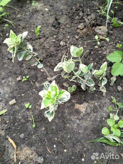 Бересклет ползучий