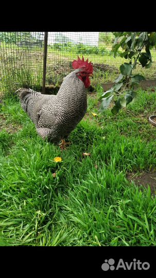 Плимутрок. Петух племенной.Чистокровный (генофонд)