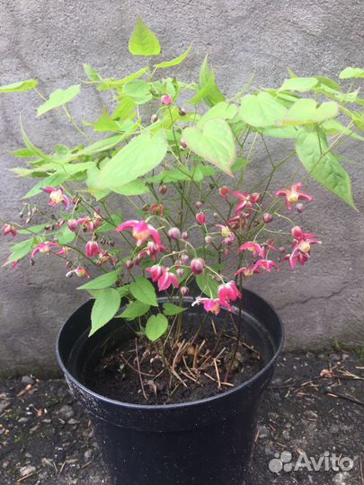 Теневыносливые красивые растения: горянка,астильба