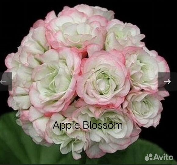 Пеларгонии