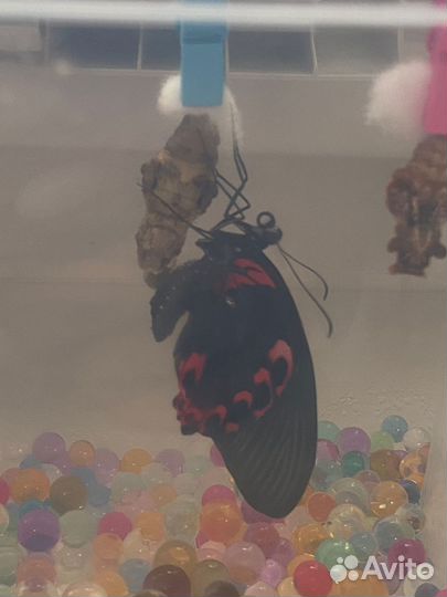 Бабочки из мини-фермы