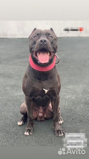 Вязка американский питбультерьер