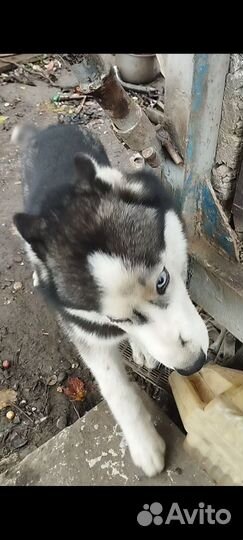 Сибирский хаски