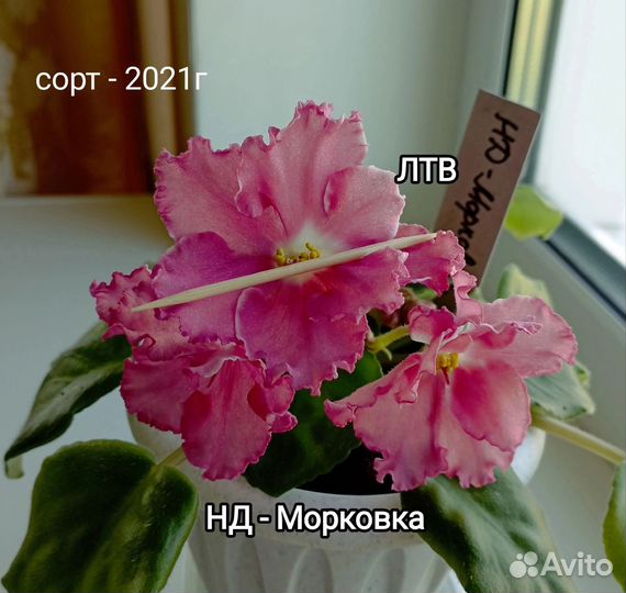 Сортовые фиалки набор