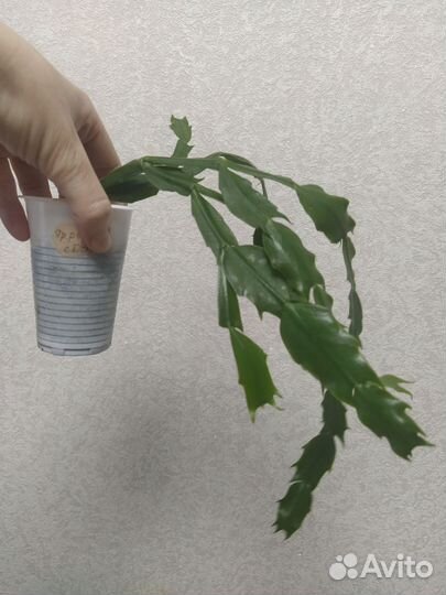 Растения комнатные