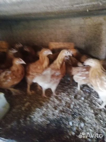 Курочки молодки несушки